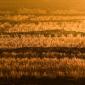 09_-_albufera_arroz_campos_fuego_nocturna