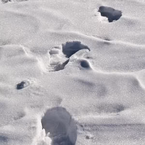 Huellas nieve