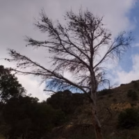 Serra crevillent arbol
