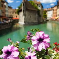 Annecy flora flores