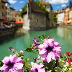 Annecy flora flores