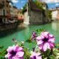 30_-_annecy_flora_flores