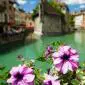 30_-_annecy_flora_flores
