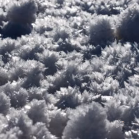 Nieve