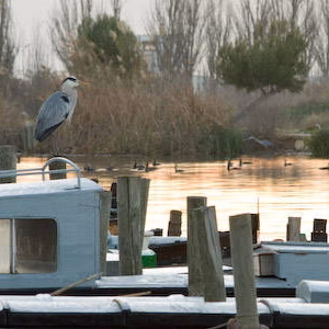 Albufera embarcadero fauna garza puerto catarroja