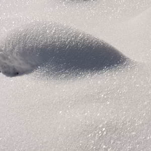 Nieve