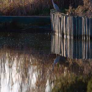 Albufera fauna garza puerto catarroja