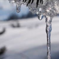 Arbol nevado hielo nieve penyarroya