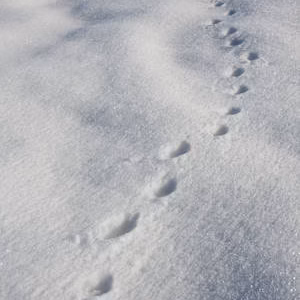 Nieve