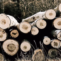 Madera troncos