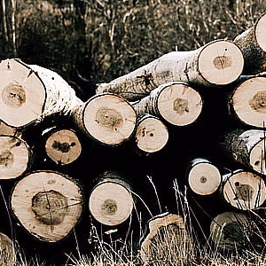 Madera troncos