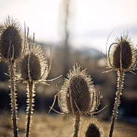 Cardo flora