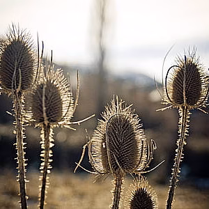 Cardo flora