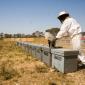 02_-_abejas_apicultor_apicultura_colmena_crevilent_miel_rural