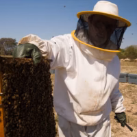 Abejas apicultor apicultura colmena crevilent miel rural