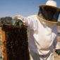 05_-_abejas_apicultor_apicultura_colmena_crevilent_miel_rural