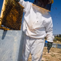 Abejas apicultor apicultura colmena crevilent miel rural