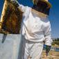 08_-_abejas_apicultor_apicultura_colmena_crevilent_miel_rural
