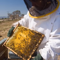 Abejas apicultor apicultura colmena crevilent miel rural