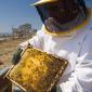 12_-_abejas_apicultor_apicultura_colmena_crevilent_miel_rural
