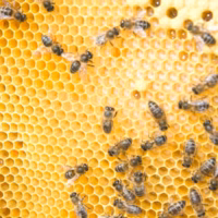 Abejas apicultor apicultura colmena crevilent miel rural