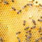 13_-_abejas_apicultor_apicultura_colmena_crevilent_miel_rural