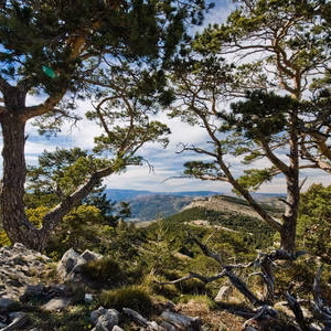 Arbol montanya paisaje penyagolosa