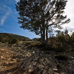 Arbol montanya paisaje penyagolosa