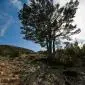 22_-_arbol_montanya_paisaje_penyagolosa