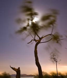 Albufera arbol luna nocturna