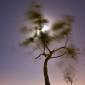 013_-_albufera_arbol_luna_nocturna