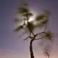 013_-_albufera_arbol_luna_nocturna