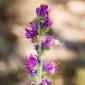 002_-_flor_flora_macro