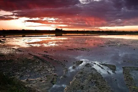 arrozales al atardecer albufera valencia