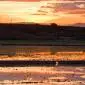 004_-_agua_albufera_arrozales_atardecer_campos_arroz_reflejos_silla_sol_valencia
