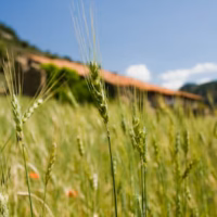 Campos casa masia paisaje trigo