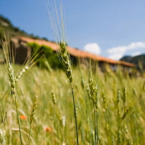 Campos casa masia paisaje trigo