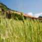 012_-_campos_casa_masia_paisaje_trigo