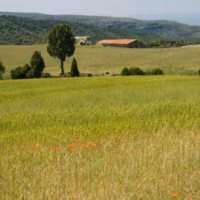Campos casa masia paisaje trigo
