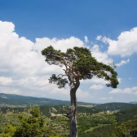 Arbol paisaje pino