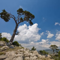 Arbol paisaje pino