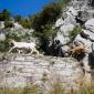 023_-_cabras_montana_paisaje_ruta_del_cares_senderismo