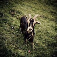 Cabra fauna