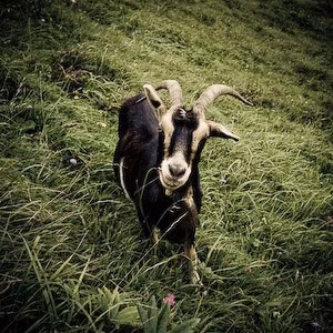 Cabra fauna