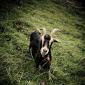 011_-_cabra_fauna