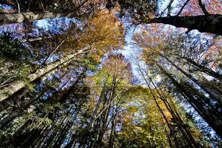 Bosque de Hayas en Otoño