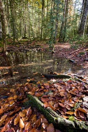 Arroyo en el bosque