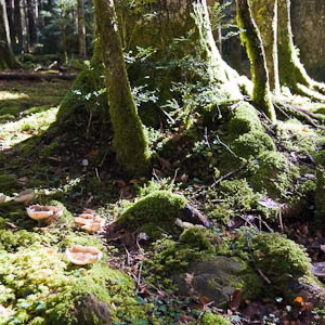 Bosque ordesa paisaje
