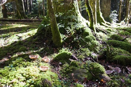 Musgo y setas en el bosque