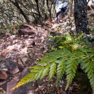 Paisaje sierra espadan